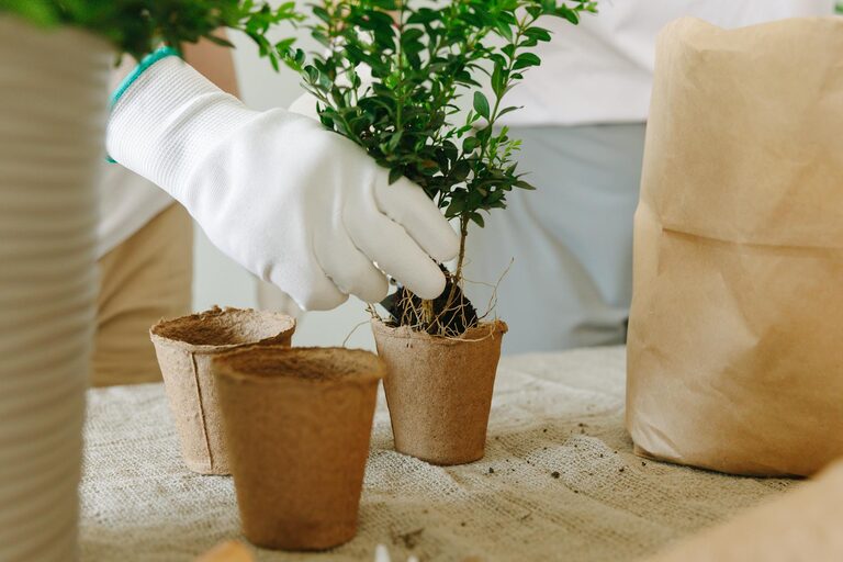 Tips for Creating an Eco-Friendly Home Garden